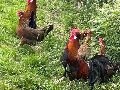 Bild 3:Altsteirer Hühner