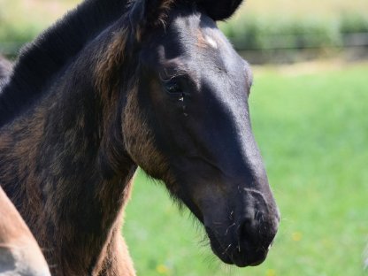 Bild 5:Walzerklang Nero Noriker Rapphengstfohlen zu verkaufen