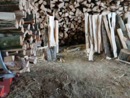 Buche frisches Holz
