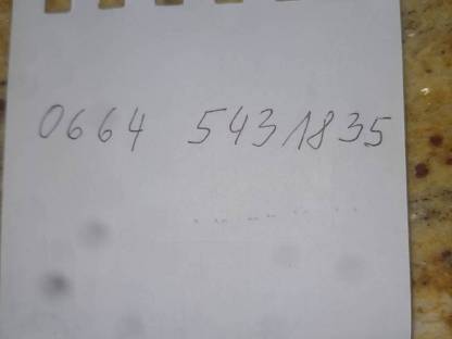 Bild 6:Trächtige Fleckviehzuchtkalbin