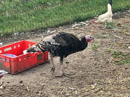 Bild 4:Puten männlich