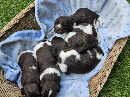 Reinrassige Kleine Münsterländer Welpen