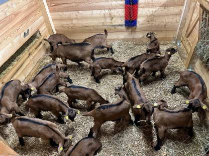 Bild 2:Gämsfarbige Gebirgsziegen