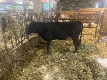 Wagyu 75 % x FV 25 %