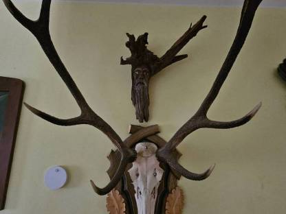 Hirsch und Reh Geweihe