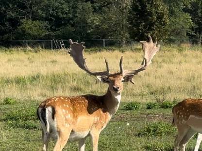 Bild 2:Hochkapitales Damwild