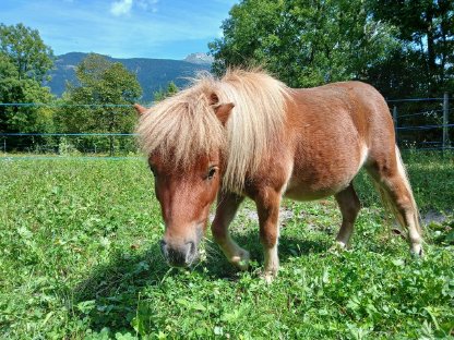 Minishettlandpony Wallach