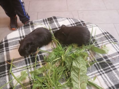 Meerschweinchen Weibchen