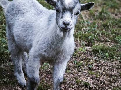 Blobe Bock