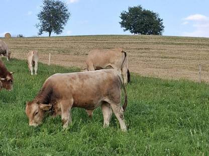 Bio Murbodner Jungstier