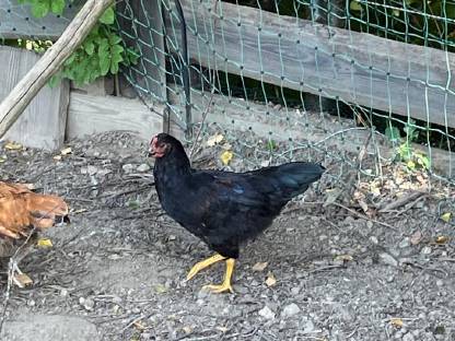 Bild 4:Junghähne abzugeben