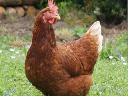 Huhn