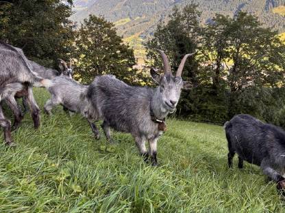 Bild 3:Blobe Ziege HB