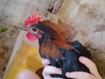 Bild 2:Sizilianischer Kronenkamm Hahn und Spanier Hahn und Huhn