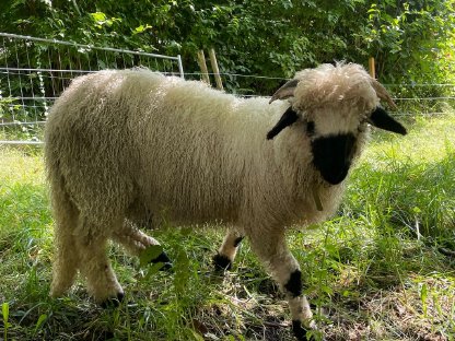 Bild 4:Walliser Schwarznasenschafbock reinrassig