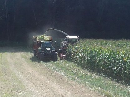 Bild 6:Suche Silomais