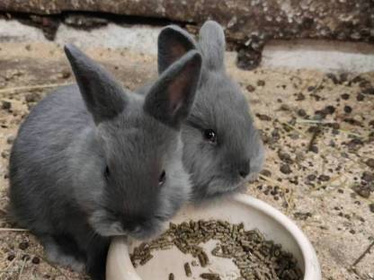 Bild 2:Blaue Wiener Kaninchen