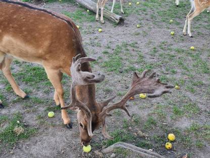 Bild 3:Damhirsch Damwild