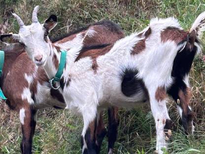 Bild 2:Tauernscheck Kitz weiblich