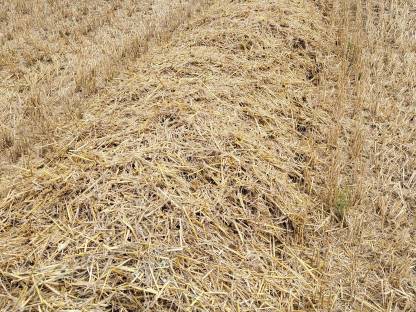 Bild 4:Weizenstroh Stroh Rundballen 2025