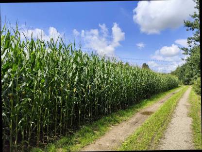 Silomais ab Feld
