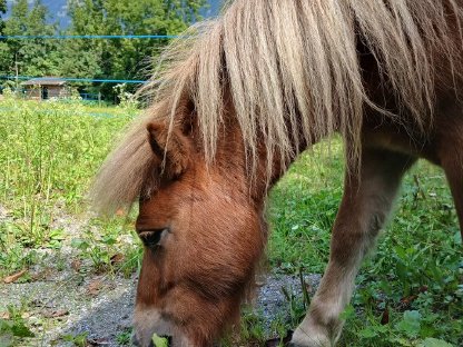 Bild 5:Minishettlandpony Wallach