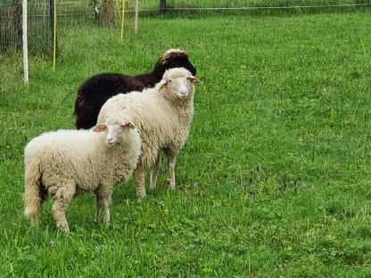 Bild 2:Waldschafe aus HB-Betrieb