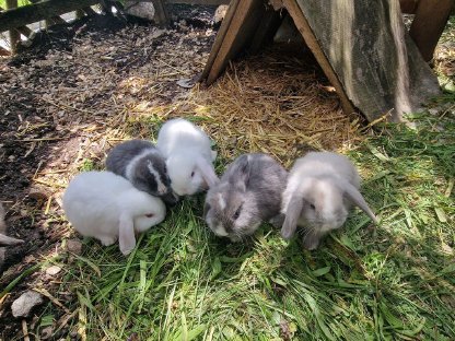 Süße kleine Minilop-NHD Widderhäschen