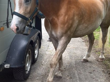 Bild 2:Haflingerstute