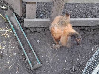 Bild 6:Zwerg Seidenhühner