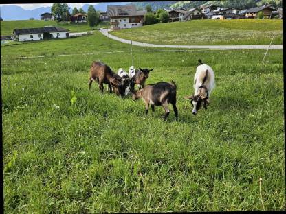 Bild 3:Zwergziegen und Zwergziegenbock