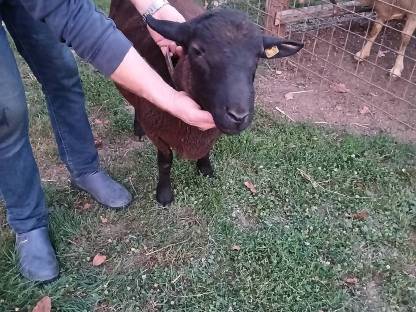 Bild 3:Juraschafbock