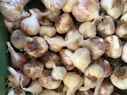 Knoblauch