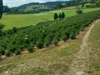 Bild 3:Verkaufe Nordmannstannen, gepflegte Top-Ware