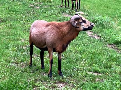 Bild 3:Kamerunschafböcke