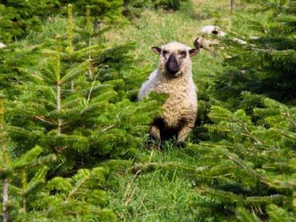 Shropshire-Lämmer weiblich