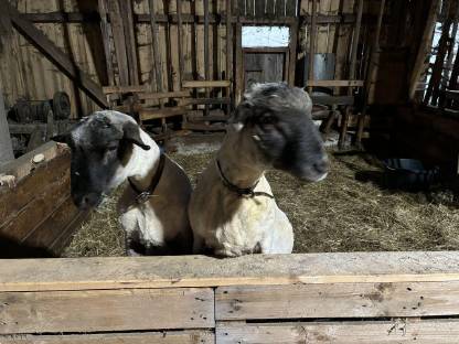 Bild 2:2 Jura-Mischlings-Schafwidder