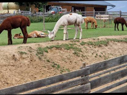 Bild 3:Alpaka-Hengste und -Wallach