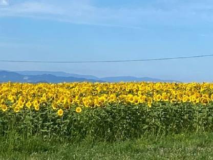Bild 2:Verkaufe Sonnenblumenkerne