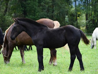 Bild 4:Bernarda Noriker Rapp Stutfohlen zu verkaufen