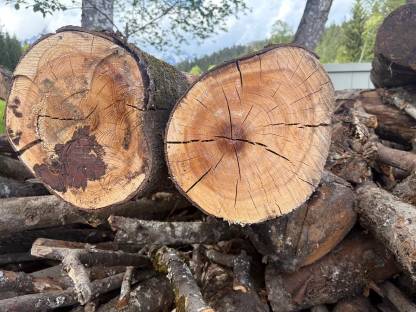Brennholz