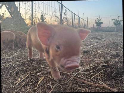 Bild 5:Kune Kune Ferkel