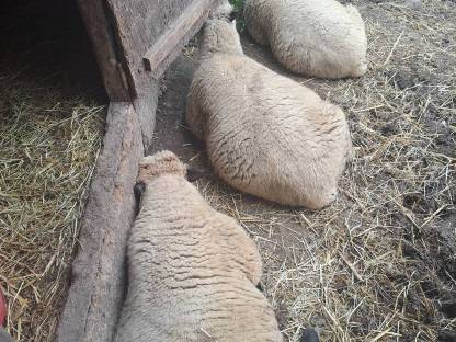 Bild 2:Shropshire Bocklämmer