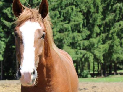 Bild 2:2-jähriger bunter Fuchswallach