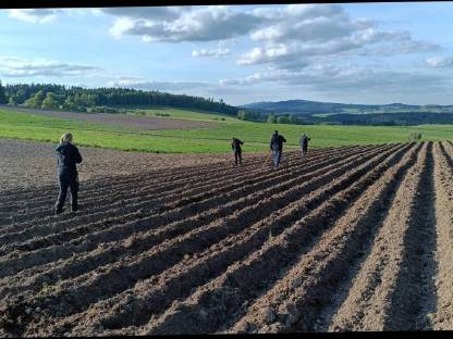 Bild 2:Verkauf von Speisekartoffeln