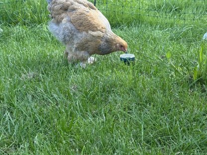 Huhn und Hahn zu verkaufen