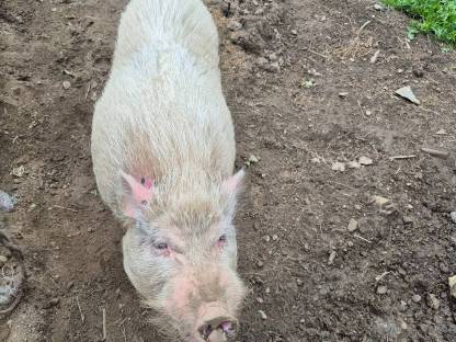 Hängebauchschwein
