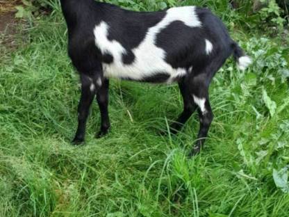 Bild 4:Tauernschecken Kitz HB