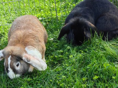 Bild 4:3 Kaninchen