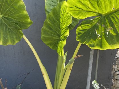 Bild 5:Elefantenohr Pflanze